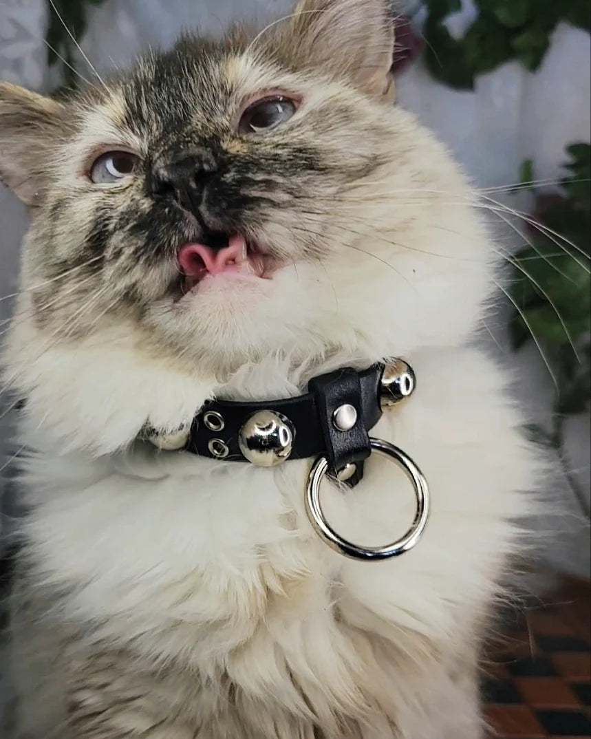 LuciPurr Cat Collar