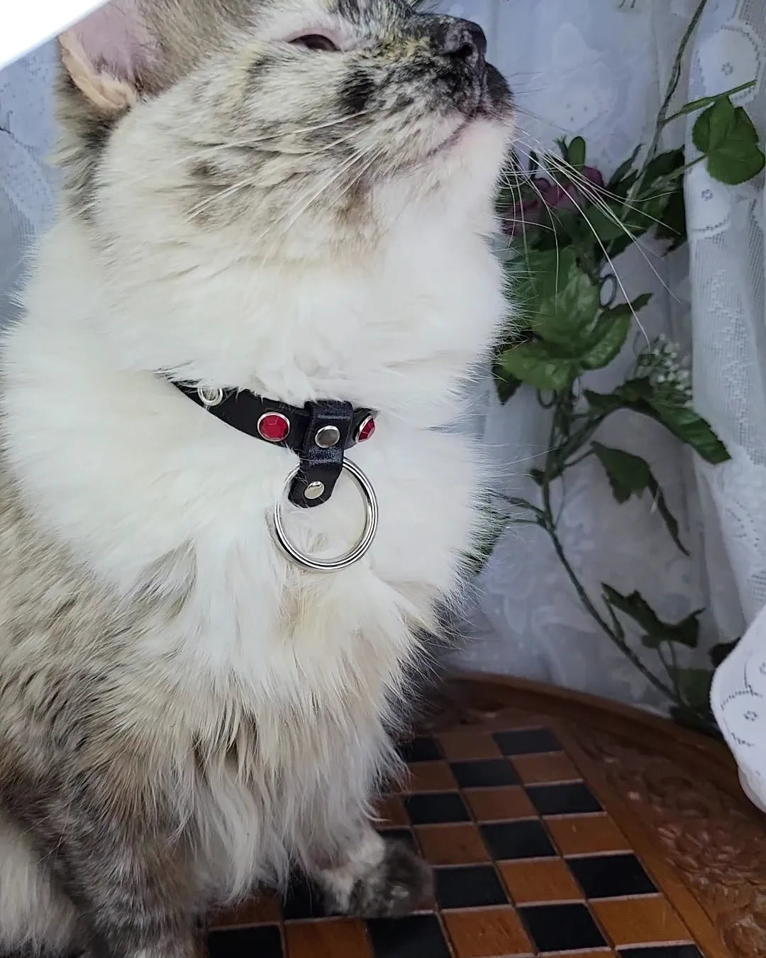 Lilith Cat Collar