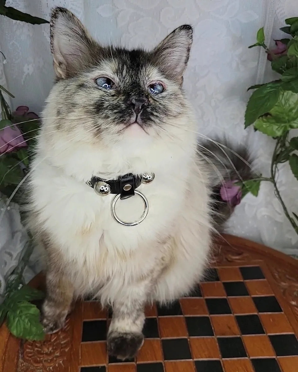 LuciPurr Cat Collar