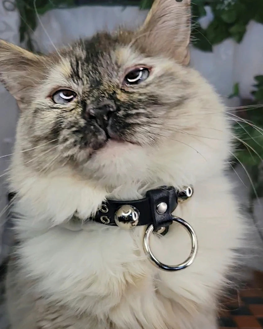 LuciPurr Cat Collar